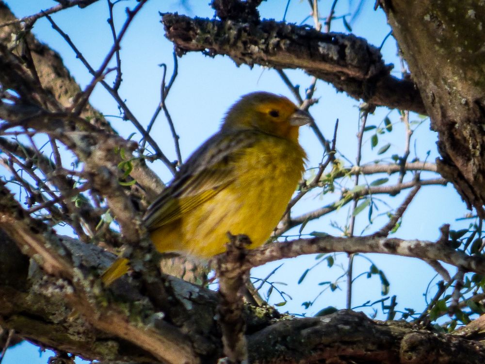 Jilguero (Sicalis flaveola)