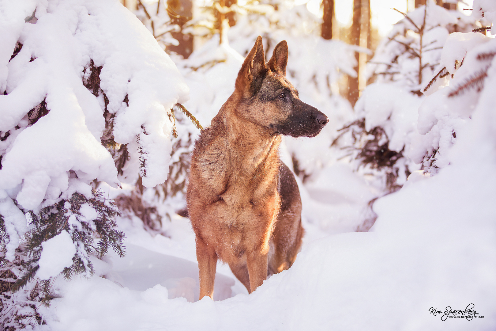 Jill im Schnee