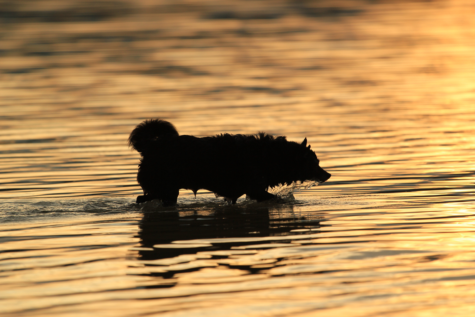 Jill im Sonnenuntergang