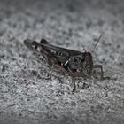 jiminy cricket 