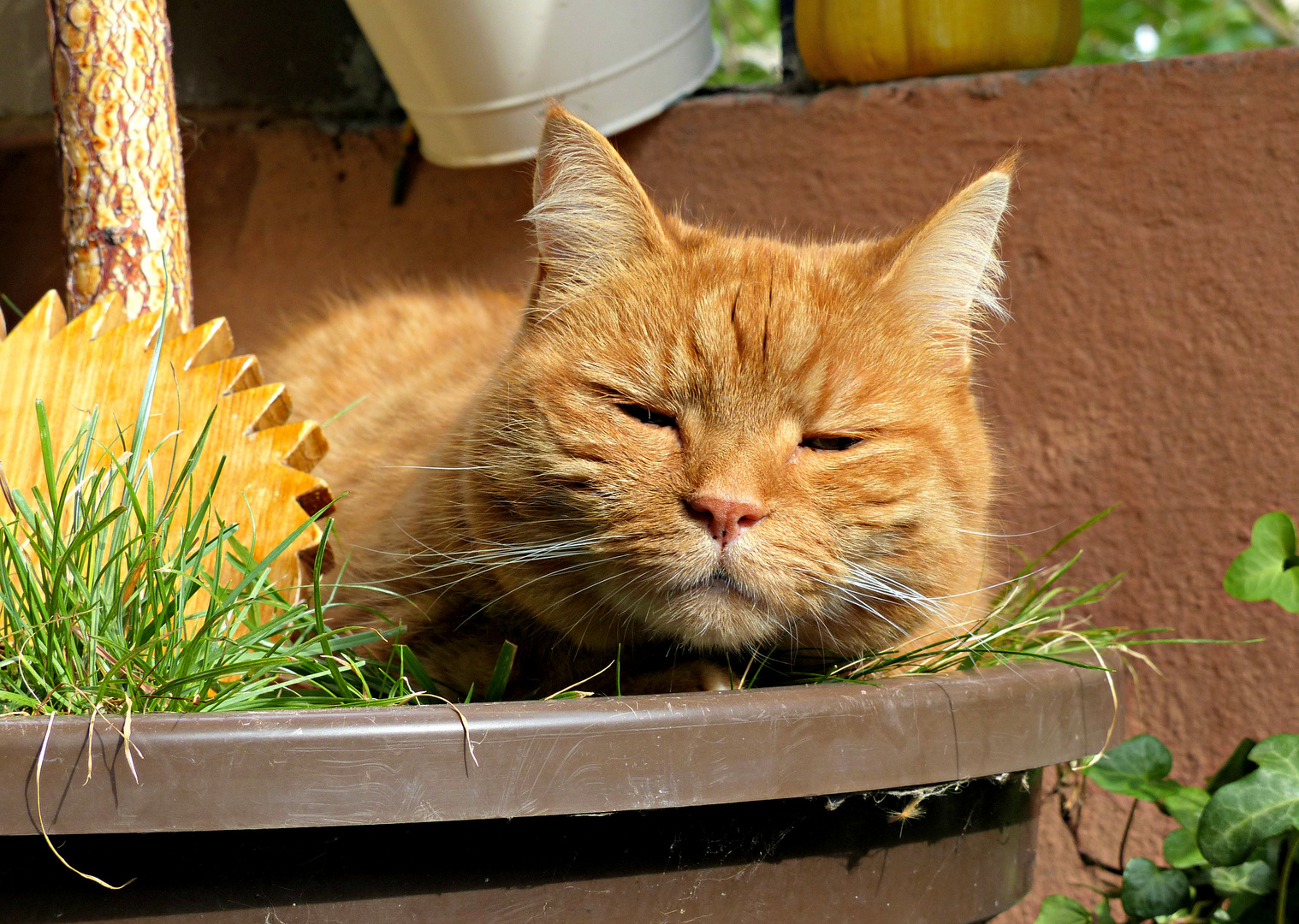 Jimmy, der faule Kater und seine Birke