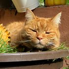 Jimmy, der faule Kater und seine Birke