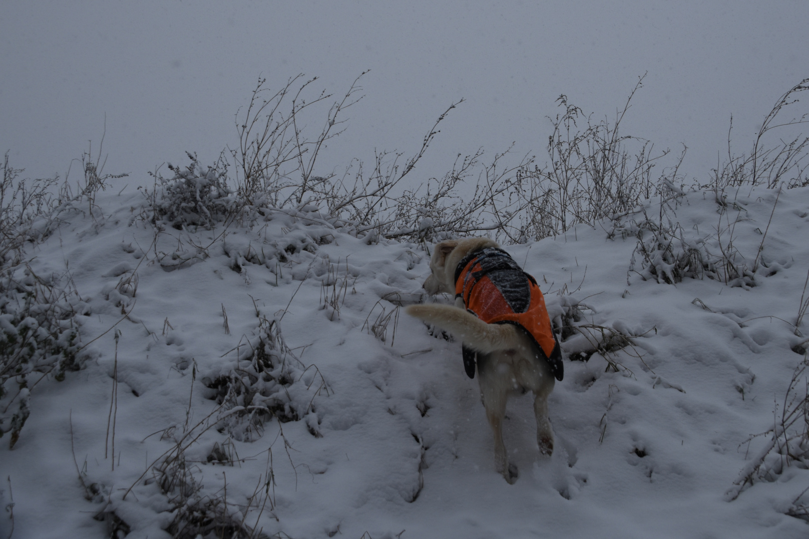 Jimmy im ersten Schnee