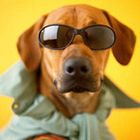 User Profile Photo