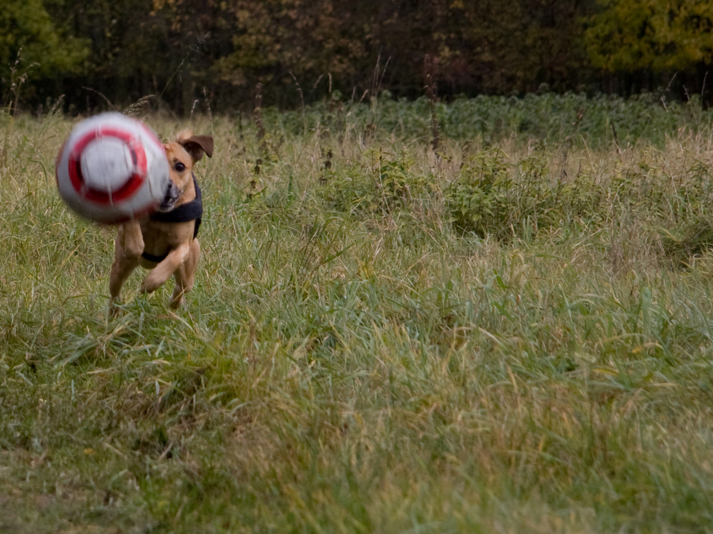 Jimmy´s Ball