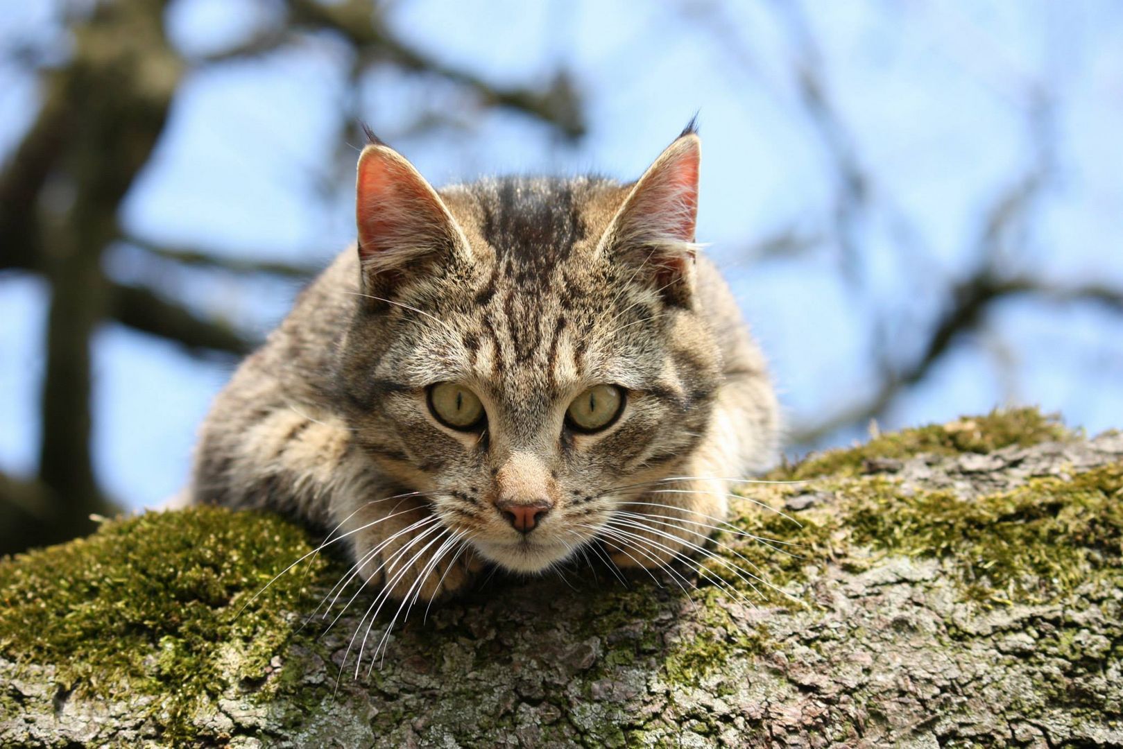 Jinx in a tree