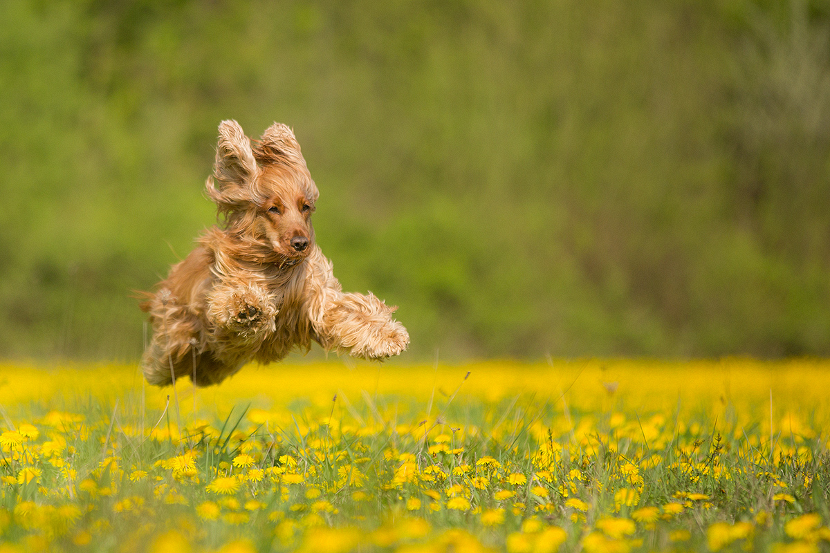 Jippiieeee, Frühling!