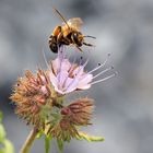 Jippiiii lecker Blüten ....