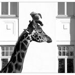 Jipppieh!!!!!!!!!!!!! Hoch tsu Giraffe!!!!!