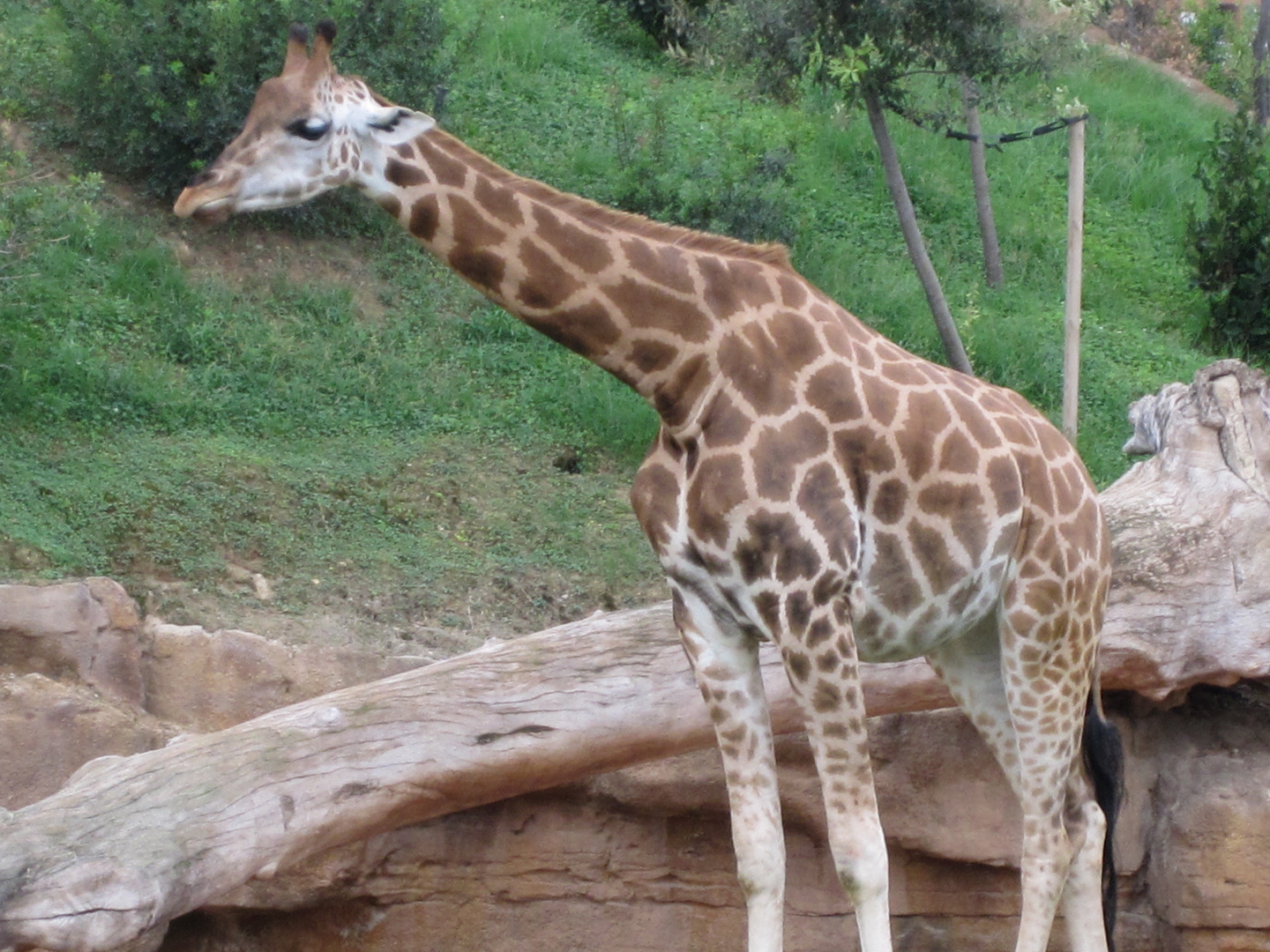 Jirafa en el Bioparc de Valencia