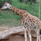 Jirafa en el Bioparc de Valencia