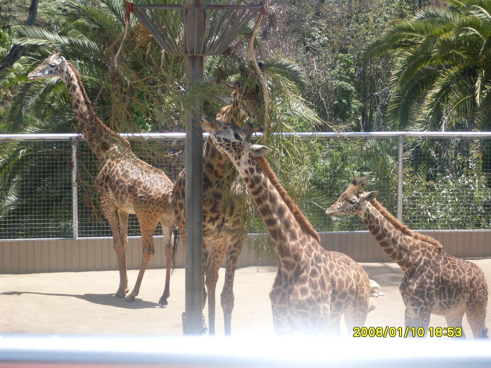 jirafas zoo san diego cal