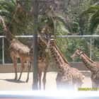 jirafas zoo san diego cal