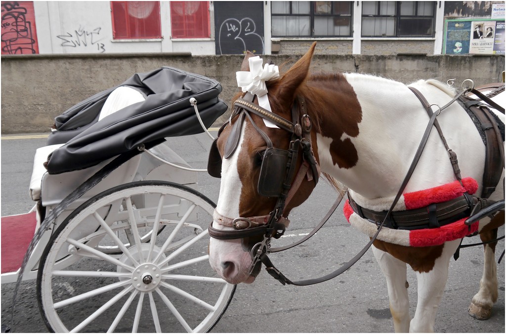 J'irai comme un cheval fou