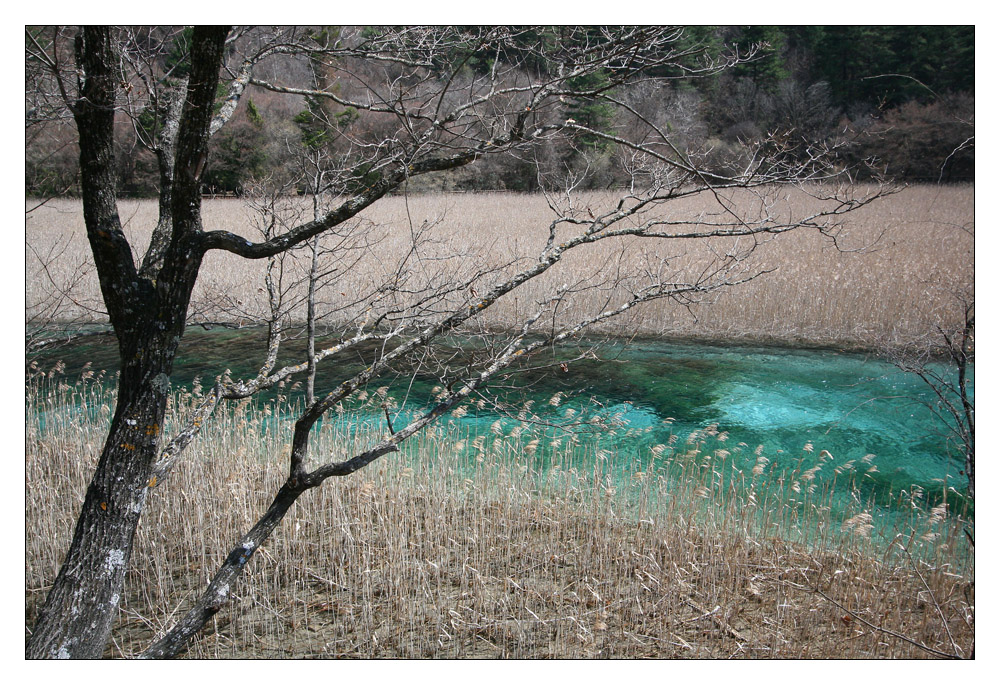 Jiuzhaigou reed lake