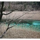 Jiuzhaigou reed lake