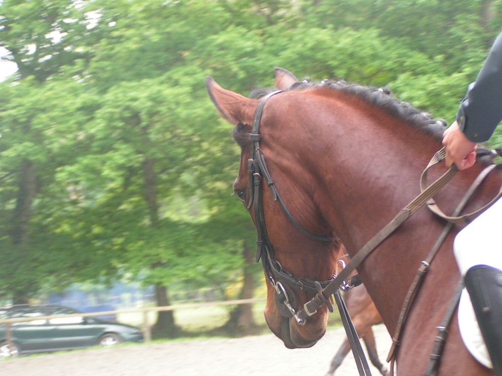 Jivarot (portrait d'un cheval)