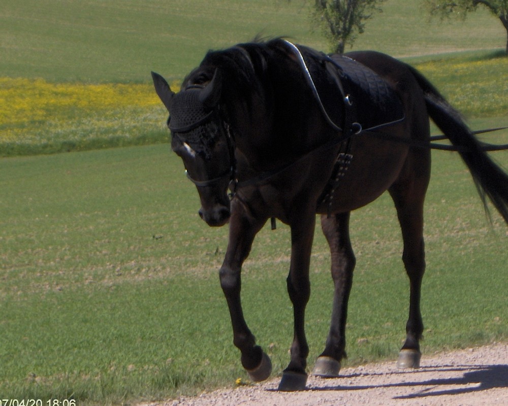 JM Shaheed vom Boden aus fahren