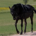 JM Shaheed vom Boden aus fahren