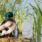 J'me mets à l'eau ou je reste sur la terre ferme ? 