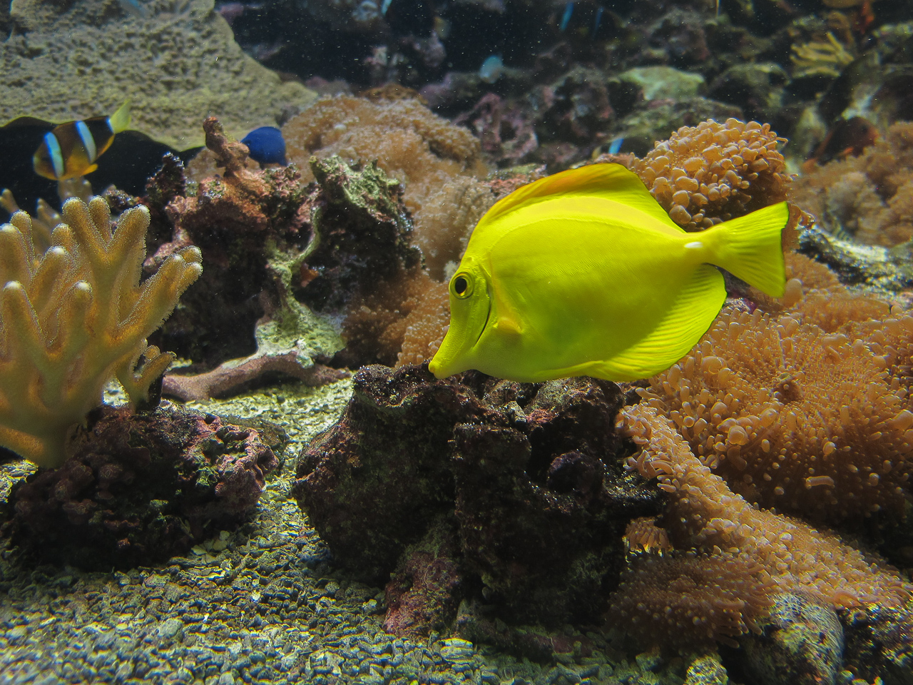 j'me suis mis à la photo sous-marine