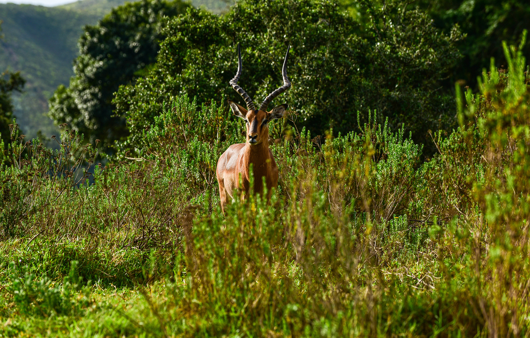 JMPALA , DER BOCK::::::::::::::DSC_4520