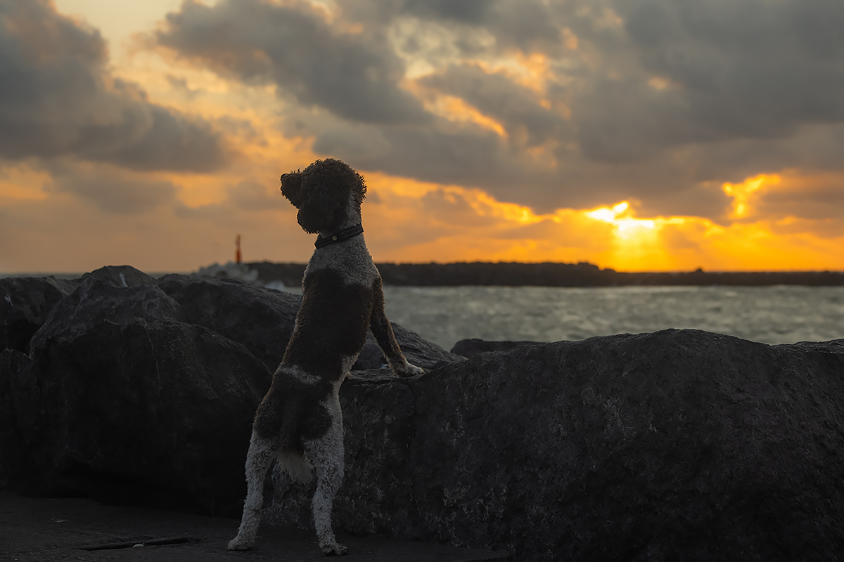 Jo, ganz toll Foto & Bild tiere, haustiere, hunde Bilder auf