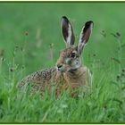 Jo is denn heut scho Ostern?