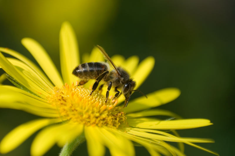 Jo mei Biene Maya, ist denn schon Sommer oder was...?