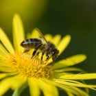 Jo mei Biene Maya, ist denn schon Sommer oder was...?