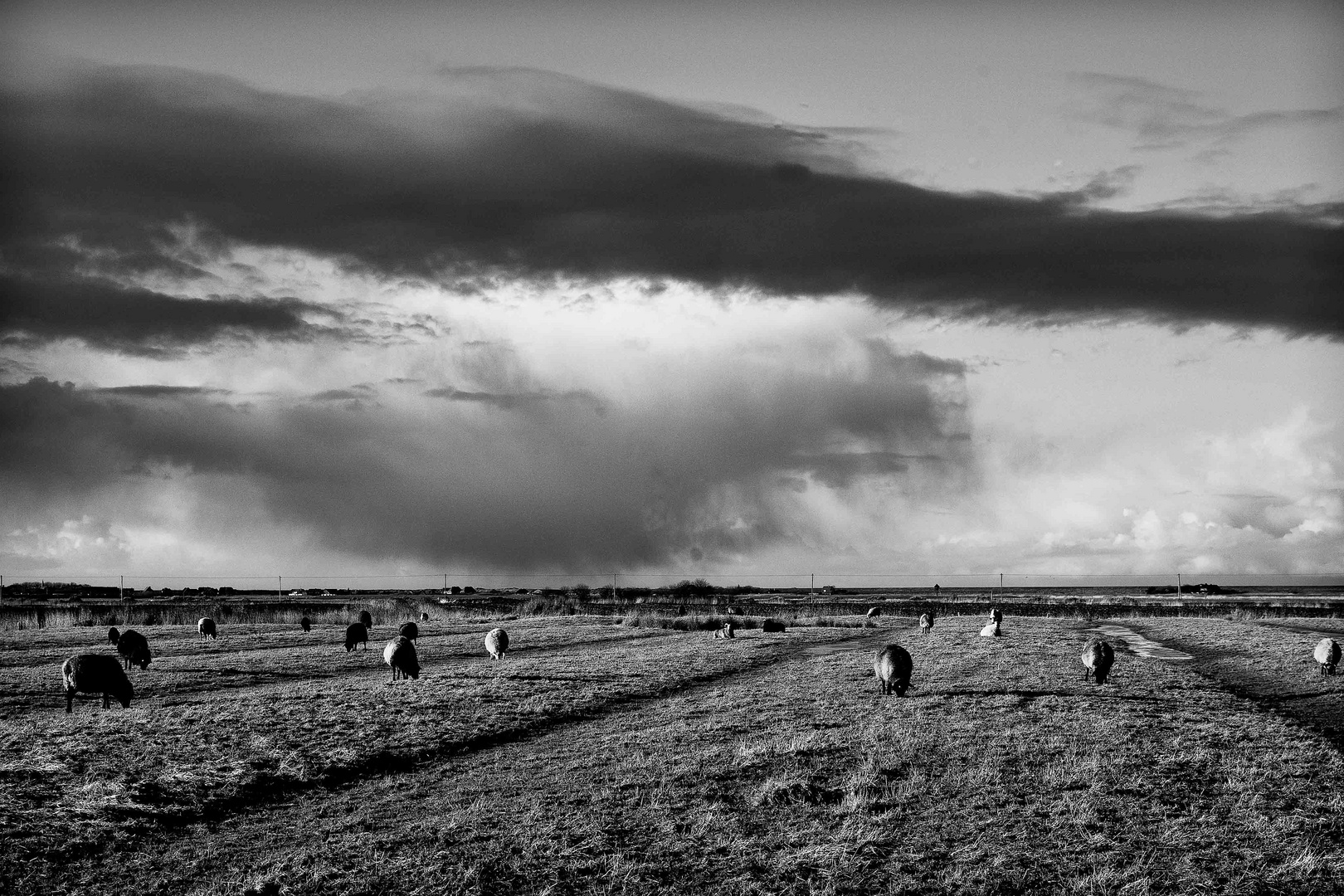 Jo, Schafe in der Nähe von Westerhever