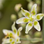 Jochlilie (Zigadenus elegans)