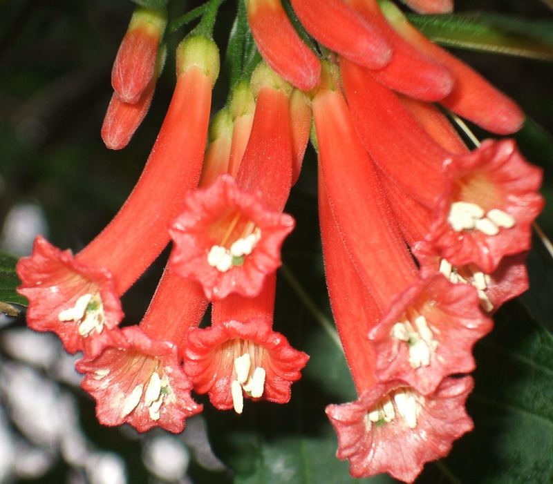 Jochroma cocciena Soheid