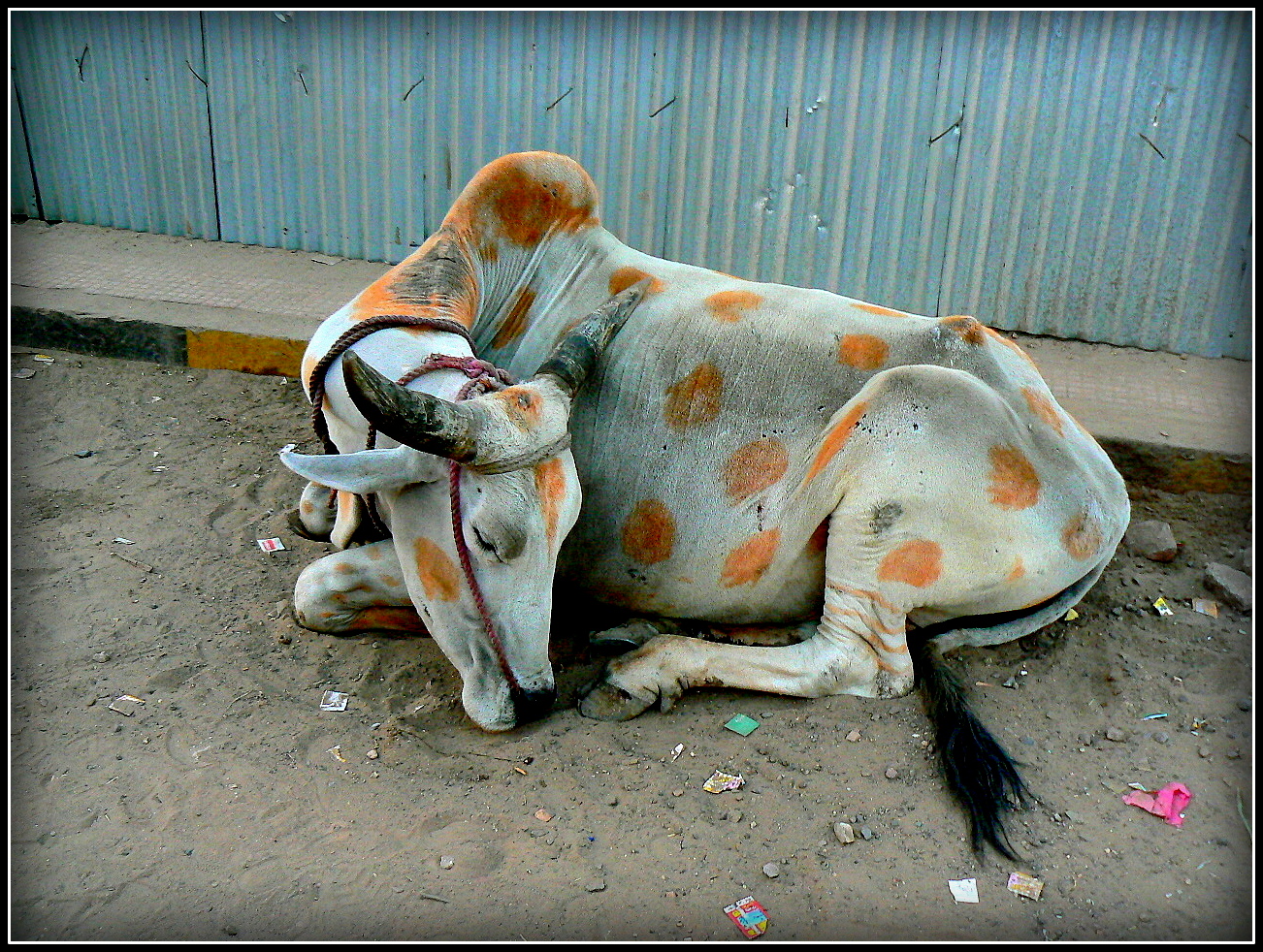 Jodhpur