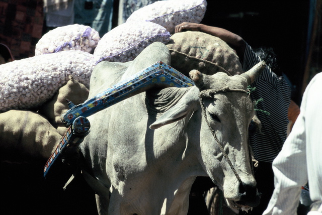 Jodhpur - Glocktowermarket