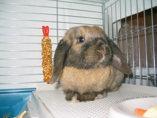 Joe - Der Zwergwidder