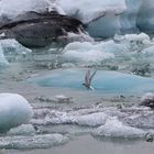 Jökullsarlonvögel