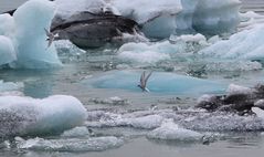 Jökullsarlonvögel