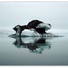 Jökulsárlón im Nebel