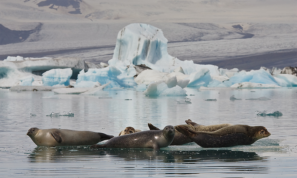 Jökulsarlon / Island