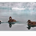 Jökulsarlon wildlife