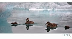 Jökulsarlon wildlife