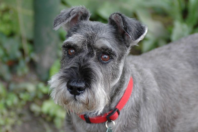 Joepie, our "foster" dog, celebrating his 10th birthday