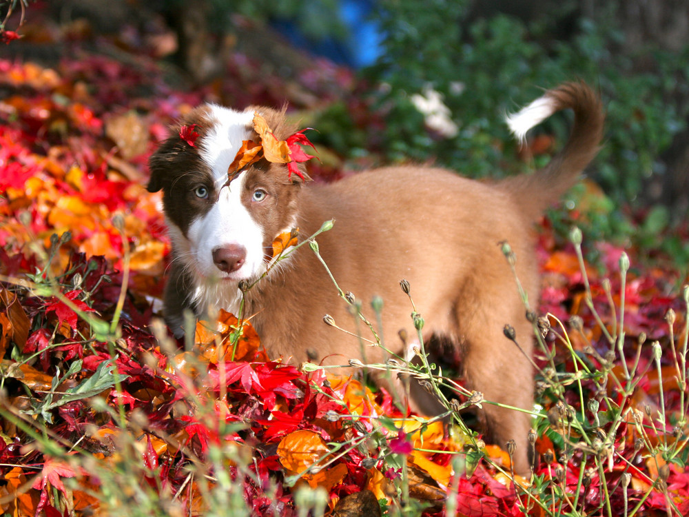 Joey im Herbstlaub