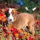 Joey im Herbstlaub