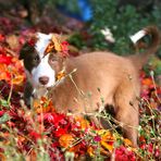 Joey im Herbstlaub