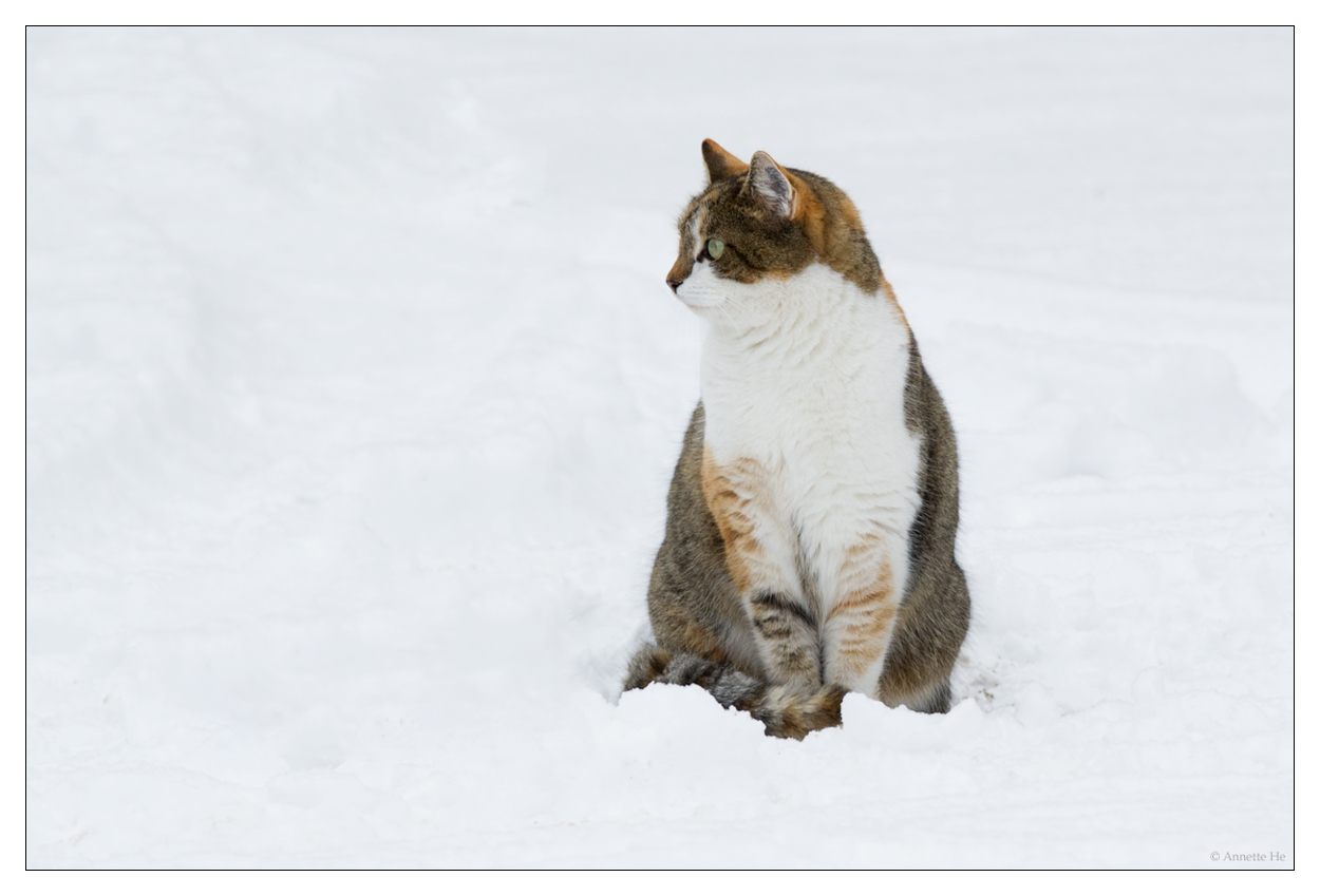 Joey im Schnee