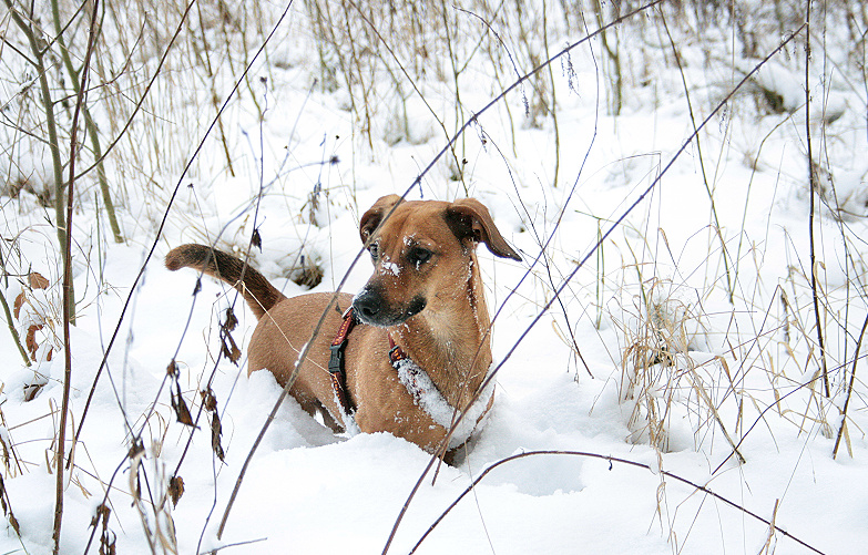 Joey im Schnee