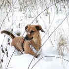 Joey im Schnee