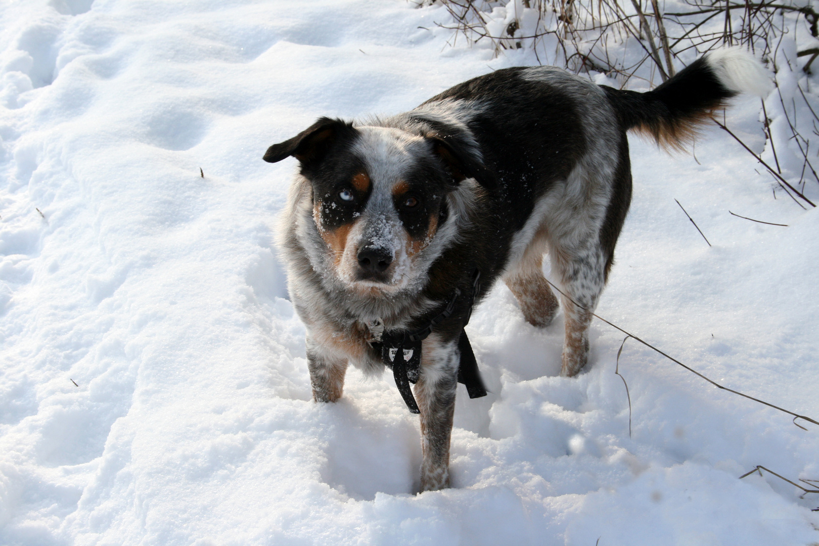 Joey im Schnee